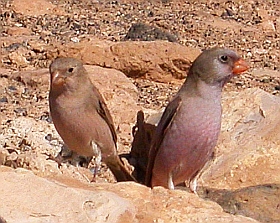 Trumpeter Finches - Bucanetes githagineus amantum © Teresa Farino